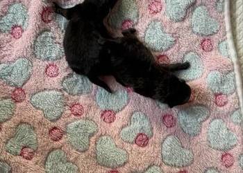 Szpic miniaturowy pomeranian