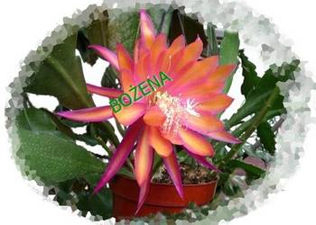 EPIPHYLLUM - nowość w POLSCE -- rarytas nr 2