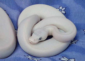 Python regius, pyton królewski - BIAŁA SAMICA Super Lesser poss, 2025