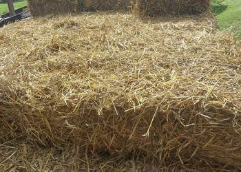 Słoma w kostkach zbiór 2025