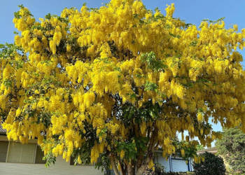 STRĄCZYNIEC CEWIASTY Cassia fistula NASIONA 60 sztuk - 10g.