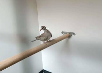 Gołąbki Kaplandzkie