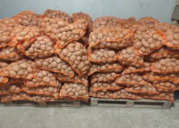 Ziemniaki jadalne Ignacy