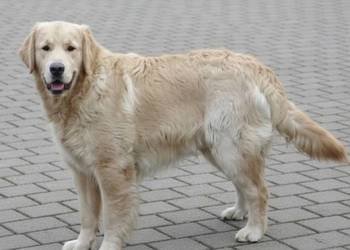 Golden retriever 8 miesięczne