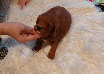 Cavapoo -  piesek red do rezerwacji