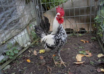 Liliputki złociste i srebrzyste para kogut + kura, kury