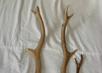 poroże jelenia poroże jelenia