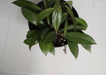 Hoya crassipetiolata hoja gęsta sadzonka w doniczce 15 cm