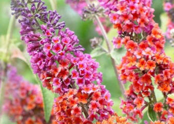 BUDLEJA FLOWER POWER - sadzonki w doniczkach