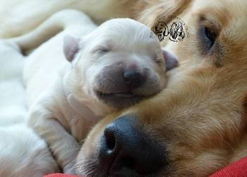Szczeniaczki Golden Retriever