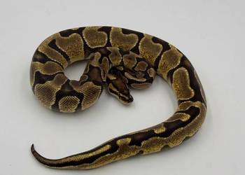 Enchi Yellow belly samica