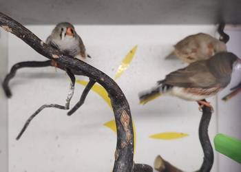 Zeberki amadyny zebrowate