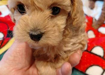 Maltipoo - sunia biszkoptowa