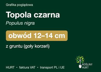 Topola czarna (Populus nigra) obwód 12-14 cm, z gruntu – HURT