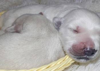 Golden Retriever szczenięta Zkwp fci