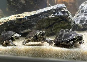 Żółw odoratus wonny żółw wodny piżmik piżmowy