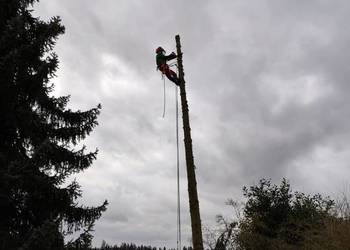 Arborysta, ścinka, drzew, przycinanie, pilarz, drwal Promuj Odśwież