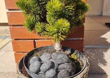 Kosodrzewina szczepiona na pniu Pinus mugo plus ozdobny koszyk