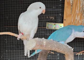 Mnichy nizinne szukają domu