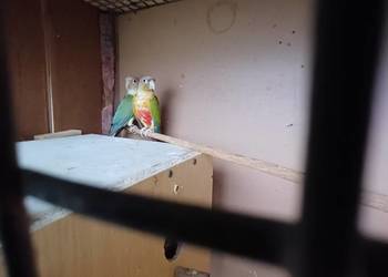 Sprzedam parę rudosterek