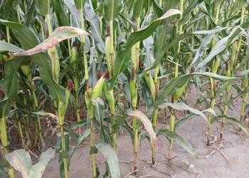 Sprzedam kukurydzę na kiszonkę.