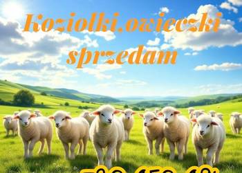 Kozy koziołki owce jagnięta 730-450-496