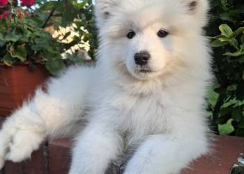 Samoyed szczenięta ZKWP FCI