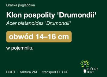 Klon pospolity 'Drumondii' obwód 14-16 cm, w pojemniku – HURT