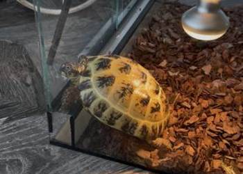 Żółw stepowy 3 letni z terrarium