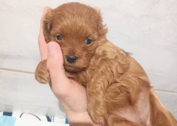 Cavapoo f1b