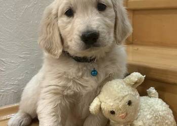 Golden Retriever biszkoptowy piesek Berni