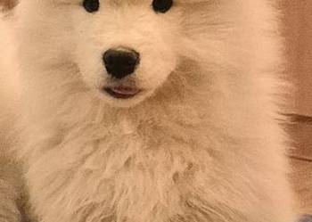 Samoyed/samojed