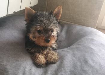 Yorkshire terrier - mini piesek