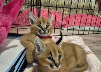 Karakal stepowy, caracal, młode koty, łagodne, piękne,oswojone