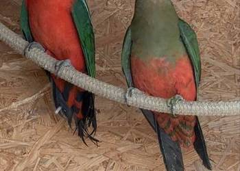 Papugi szkarłatki królewskie para