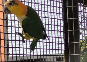 Barwinka białobrzucha