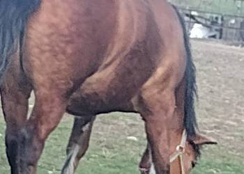 Sprzedam klacz zimnokrwista 2 lata