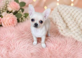 Chihuahua krótkowłosa kremowa sunia ZKwP FCI!