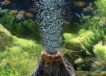 Napowietrzacz do akwarium