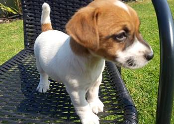 Jack Russell Terrier