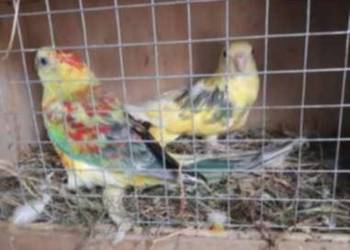 Unikatowe świergotki Orange Kremino