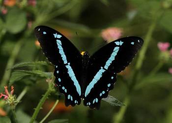 5 żywych poczwarek Papilio Nireus. WYSYŁKA!!! Płatne z góry.
