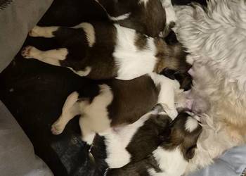 Szczeniak Pies, Suczka, Shih tzu-Happy Dog  BoBi love of Poland
