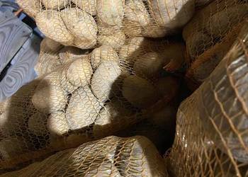 Sprzedam ziemniaki Soraya