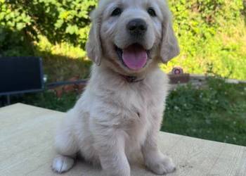 Golden Retriever szczeniaki
