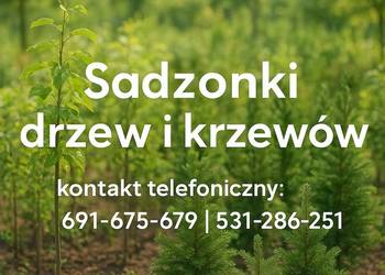 Sadzonki drzewek owocowych, iglastych, liściastych, krzewów ozdobnych