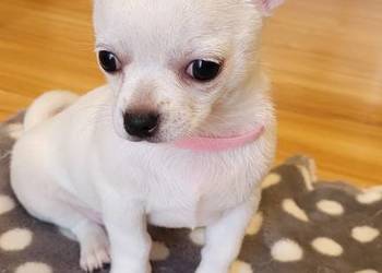 Chihuahua krótkowłosa suczka Czechowice-Dziedzice