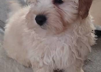 Maltipoo -Maltańczyk&Pudel miniaturowy
