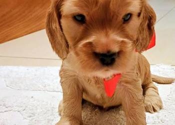 Cocker spaniel złoty