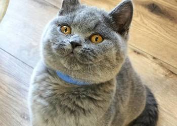 Śliczny kocurek niebieski Rodowód Międzynarodowy